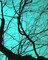 Branches on Teal II Poster Print by Gail Peck - Item # VARPDX9215
